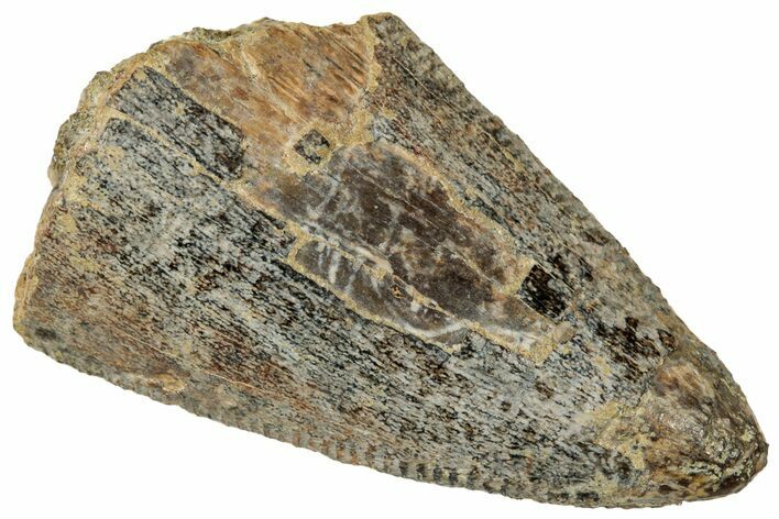 Fossil Dinosaur (Tyrannosaurus rex) Partial Tooth - Wyoming #323973